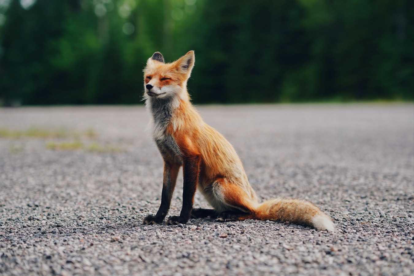Imagem de uma raposa
